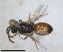  ( - RMNH.INS.1663308)  @11 [ ] by-nc-sa (2024) Unspecified Naturalis Biodiversity Centre