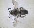  ( - RMNH.INS.1663313)  @11 [ ] by-nc-sa (2024) Unspecified Naturalis Biodiversity Centre