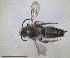  (Melitta seitzi - RMNH.INS.1663315)  @11 [ ] by-nc-sa (2024) Unspecified Naturalis Biodiversity Centre