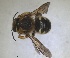  ( - RMNH.INS.1715515)  @11 [ ] by-nc-sa (2025) Unspecified Naturalis Biodiversity Center