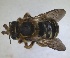  ( - RMNH.INS.1715516)  @11 [ ] by-nc-sa (2025) Unspecified Naturalis Biodiversity Center
