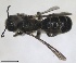  (Hofferia - RMNH.INS.1715524)  @11 [ ] by-nc-sa (2025) Unspecified Naturalis Biodiversity Center
