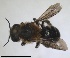  ( - RMNH.INS.1715529)  @11 [ ] by-nc-sa (2025) Unspecified Naturalis Biodiversity Center