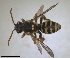  (Nomada incisa - RMNH.INS.1715534)  @11 [ ] by-nc-sa (2025) Unspecified Naturalis Biodiversity Center