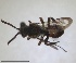  (Nomada unispinosa - RMNH.INS.1715535)  @11 [ ] by-nc-sa (2025) Unspecified Naturalis Biodiversity Center