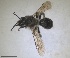  ( - RMNH.INS.1715536)  @11 [ ] by-nc-sa (2025) Unspecified Naturalis Biodiversity Center