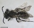  ( - RMNH.INS.1715538)  @11 [ ] by-nc-sa (2025) Unspecified Naturalis Biodiversity Center