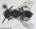  ( - RMNH.INS.1715541)  @11 [ ] by-nc-sa (2025) Unspecified Naturalis Biodiversity Center