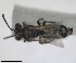  ( - RMNH.INS.1715542)  @11 [ ] by-nc-sa (2025) Unspecified Naturalis Biodiversity Center