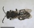 ( - RMNH.INS.1715543)  @11 [ ] by-nc-sa (2025) Unspecified Naturalis Biodiversity Center