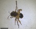  ( - RMNH.INS.1715548)  @11 [ ] by-nc-sa (2025) Unspecified Naturalis Biodiversity Center