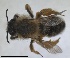  (Andrena caneae - RMNH.INS.1715549)  @11 [ ] by-nc-sa (2025) Unspecified Naturalis Biodiversity Center