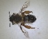  ( - RMNH.INS.1715550)  @11 [ ] by-nc-sa (2025) Unspecified Naturalis Biodiversity Center