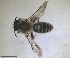  (Andrena concinna - RMNH.INS.1715553)  @11 [ ] by-nc-sa (2025) Unspecified Naturalis Biodiversity Center