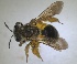  ( - RMNH.INS.1715558)  @11 [ ] by-nc-sa (2025) Unspecified Naturalis Biodiversity Center