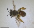  ( - RMNH.INS.1715560)  @11 [ ] by-nc-sa (2025) Unspecified Naturalis Biodiversity Center