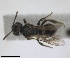  ( - RMNH.INS.1715564)  @11 [ ] by-nc-sa (2025) Unspecified Naturalis Biodiversity Center