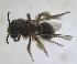  ( - RMNH.INS.1715571)  @11 [ ] by-nc-sa (2025) Unspecified Naturalis Biodiversity Center