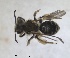  ( - RMNH.INS.1715572)  @11 [ ] by-nc-sa (2025) Unspecified Naturalis Biodiversity Center