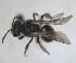  ( - RMNH.INS.1715574)  @11 [ ] by-nc-sa (2025) Unspecified Naturalis Biodiversity Center