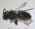  ( - RMNH.INS.1715575)  @11 [ ] by-nc-sa (2025) Unspecified Naturalis Biodiversity Center