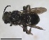  (Ammobates melectoides - RMNH.INS.1715582)  @11 [ ] by-nc-sa (2025) Unspecified Naturalis Biodiversity Center