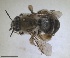  ( - RMNH.INS.1715585)  @11 [ ] by-nc-sa (2025) Unspecified Naturalis Biodiversity Center