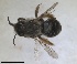  ( - RMNH.INS.1715588)  @11 [ ] by-nc-sa (2025) Unspecified Naturalis Biodiversity Center