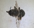  ( - RMNH.INS.1715589)  @11 [ ] by-nc-sa (2025) Unspecified Naturalis Biodiversity Center