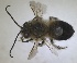  ( - RMNH.INS.1715590)  @11 [ ] by-nc-sa (2025) Unspecified Naturalis Biodiversity Center