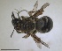  ( - RMNH.INS.1715591)  @11 [ ] by-nc-sa (2025) Unspecified Naturalis Biodiversity Center