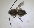  ( - RMNH.INS.1715592)  @11 [ ] by-nc-sa (2025) Unspecified Naturalis Biodiversity Center