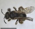  ( - RMNH.INS.1715602)  @11 [ ] by-nc-sa (2025) Unspecified Naturalis Biodiversity Center