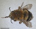  ( - RMNH.INS.1715608)  @11 [ ] by-nc-sa (2025) Unspecified Naturalis Biodiversity Center