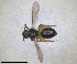  ( - RMNH.INS.811836)  @11 [ ] by-nc-sa (2024) Unspecified Naturalis Biodiversity Centre
