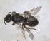  ( - RMNH.INS.811917)  @11 [ ] by-nc-sa (2024) Unspecified Naturalis Biodiversity Centre