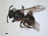  ( - RMNH.INS.818073)  @11 [ ] by-nc-sa (2024) Unspecified Naturalis Biodiversity Centre