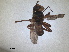  ( - RMNH.INS.888200)  @11 [ ] by-nc-sa (2023) Unspecified Naturalis Biodiversity Centre