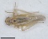  (Zyginidia lineata - ZMA.INS.1451862)  @11 [ ] by-nc-sa (2024) Unspecified Naturalis Biodiversity Centre