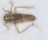  (Tamaricella atriplicis - ZMA.INS.1451865)  @11 [ ] by-nc-sa (2024) Unspecified Naturalis Biodiversity Centre