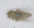  (Tamaricella franckeniae - ZMA.INS.1451866)  @11 [ ] by-nc-sa (2024) Unspecified Naturalis Biodiversity Centre