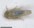  (Tamaricella ribauti - ZMA.INS.1451867)  @11 [ ] by-nc-sa (2024) Unspecified Naturalis Biodiversity Centre