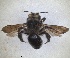  ( - ZMA.INS.5087902)  @11 [ ] by-nc-sa (2024) Unspecified Naturalis Biodiversity Centre