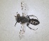  ( - ZMA.INS.5088348)  @11 [ ] by-nc-sa (2024) Unspecified Naturalis Biodiversity Centre