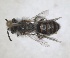  ( - ZMA.INS.5088351)  @11 [ ] by-nc-sa (2024) Unspecified Naturalis Biodiversity Centre