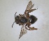  (Andrena mediovittata - ZMA.INS.5088629)  @11 [ ] by-nc-sa (2024) Unspecified Naturalis Biodiversity Centre