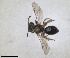  ( - ZMA.INS.5088762)  @11 [ ] by-nc-sa (2024) Unspecified Naturalis Biodiversity Centre