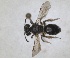  ( - ZMA.INS.5088763)  @11 [ ] by-nc-sa (2024) Unspecified Naturalis Biodiversity Centre