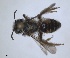  ( - ZMA.INS.5090240)  @11 [ ] by-nc-sa (2024) Unspecified Naturalis Biodiversity Centre