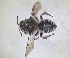  ( - ZMA.INS.5103961)  @11 [ ] by-nc-sa (2024) Unspecified Naturalis Biodiversity Centre
